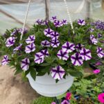 24Петунія Mini Vista Violet Star (в підвісному кашпо)