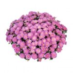 9Хризантема Ditto Pink