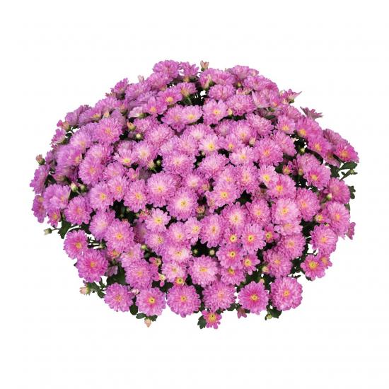 526_1768475017 (1) 9Хризантема Ditto Pink - Зображення 1