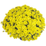 13Хризантема Blanchett Yellow
