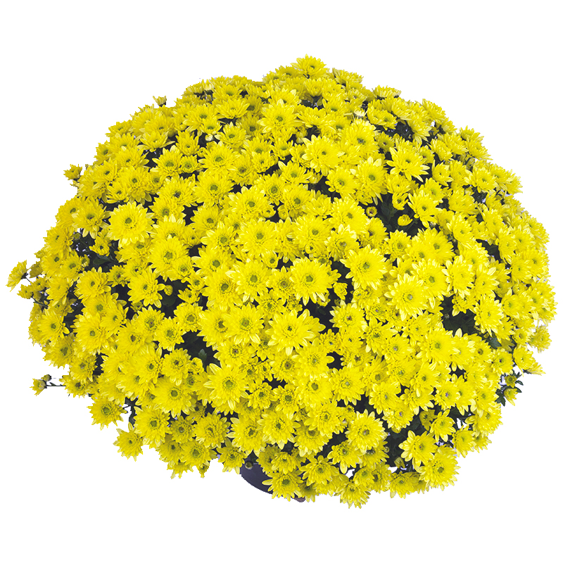 74d2ec 13Хризантема Blanchett Yellow - Зображення 1