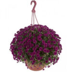 6Хризантема Skyfall Purple