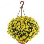 8Хризантема Skyfall Yellow