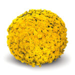 5Хризантема Ноomerun Yellow