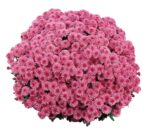11Хизантема мультифлора Ditto Dрark Pink