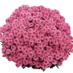 11Хизантема мультифлора Ditto Dрark Pink