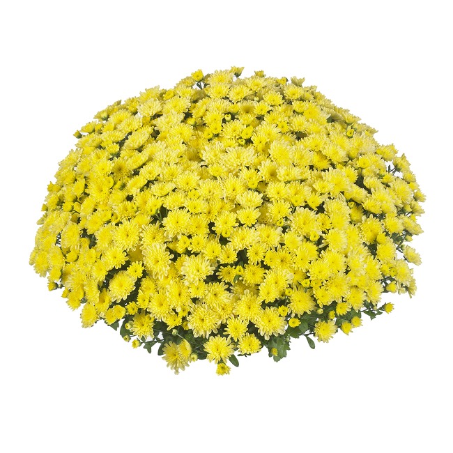 c596cf 10Хризантема Ditto Lemon - Зображення 1