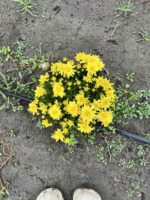 5Хризантема Нomerun Yellow - Зображення 2