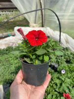 20Петунія ампельна Vista Strawberry - Зображення 2