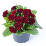 7Примула Балерина Valentine