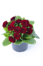 7Примула Балерина Valentine