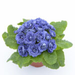2Примула Балерина Baltic Blue