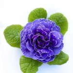 1Примула Балерина Amethyst Ice - Зображення 2