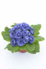 2Примула Балерина Baltic Blue