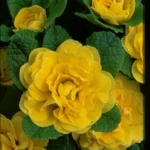 3Примула Балеринa Buttercup Yellow - Зображення 2