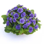 1Примула Балерина Amethyst Ice