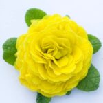 8Примула Прима Балерина Day-Glow Yellow - Зображення 2