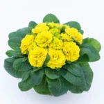 8Примула Прима Балерина Day-Glow Yellow