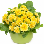 3Примула Балеринa Buttercup Yellow