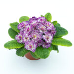 10Примула Прима Балерина Lively Lilac