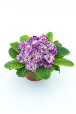 10Примула Прима Балерина Lively Lilac