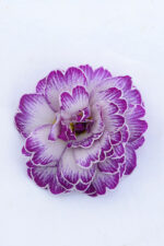 10Примула Прима Балерина Lively Lilac - Зображення 2