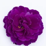6Примула Балерина Purple Diamond - Зображення 2