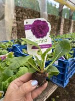 6Примула Балерина Purple Diamond - Зображення 3