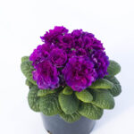 6Примула Балерина Purple Diamond