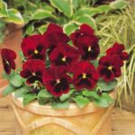 10 Віола wittrockiana Matrix Red Blotch