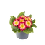 15 Примула звичайна Salome F1 Red Yellow Bicolour