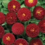 Стокротки (маргаритки) багаторічні Bellissima Red - Зображення 2