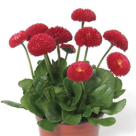 17Bellis perennis Bellissima Red Стокротки (маргаритки) багаторічні Bellissima Red - Зображення 1