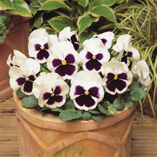 2Viola wittrockiana Matrix White Blotch 2 Віола wittrockiana Matrix White Blotch - Зображення 1