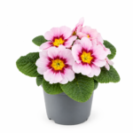 4 Примула звичайна Salome F1 Appleblossom