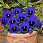 3 Віола wittrockiana Matrix Blue Blotch