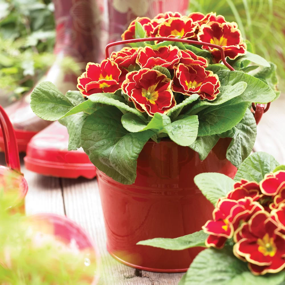 6Primula vulgaris Eclipse F1 Red Rim 6 Примула звичайна Eclipse F1 Red Rim - Зображення 1