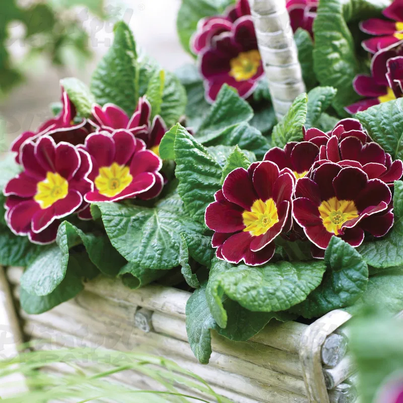 7 Primula vulgaris Eclipse F1 Burgundy Rim 7 Примула звичайна Eclipse F1 Burgundy Rim - Зображення 1