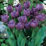 Тюльпан махровий Blue Diamond 10/11 - Зображення 2