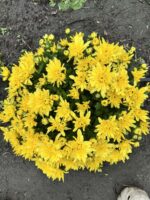 5Хризантема Нomerun Yellow - Зображення 2