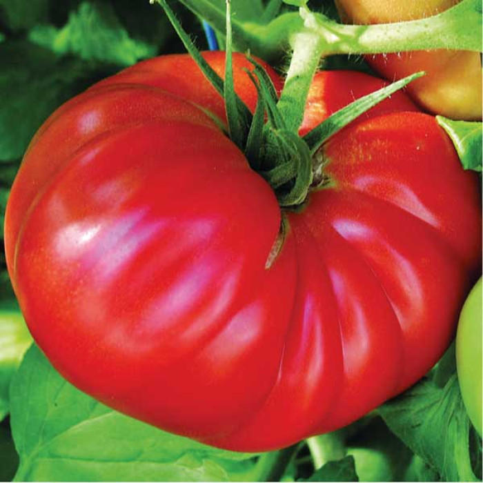 semena-tomatov-medvezhya-lapa-krasnaya-700x700 Томат Ведмежа лапа - Зображення 1