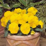 15 Віола wittrockiana Matrix Yellow